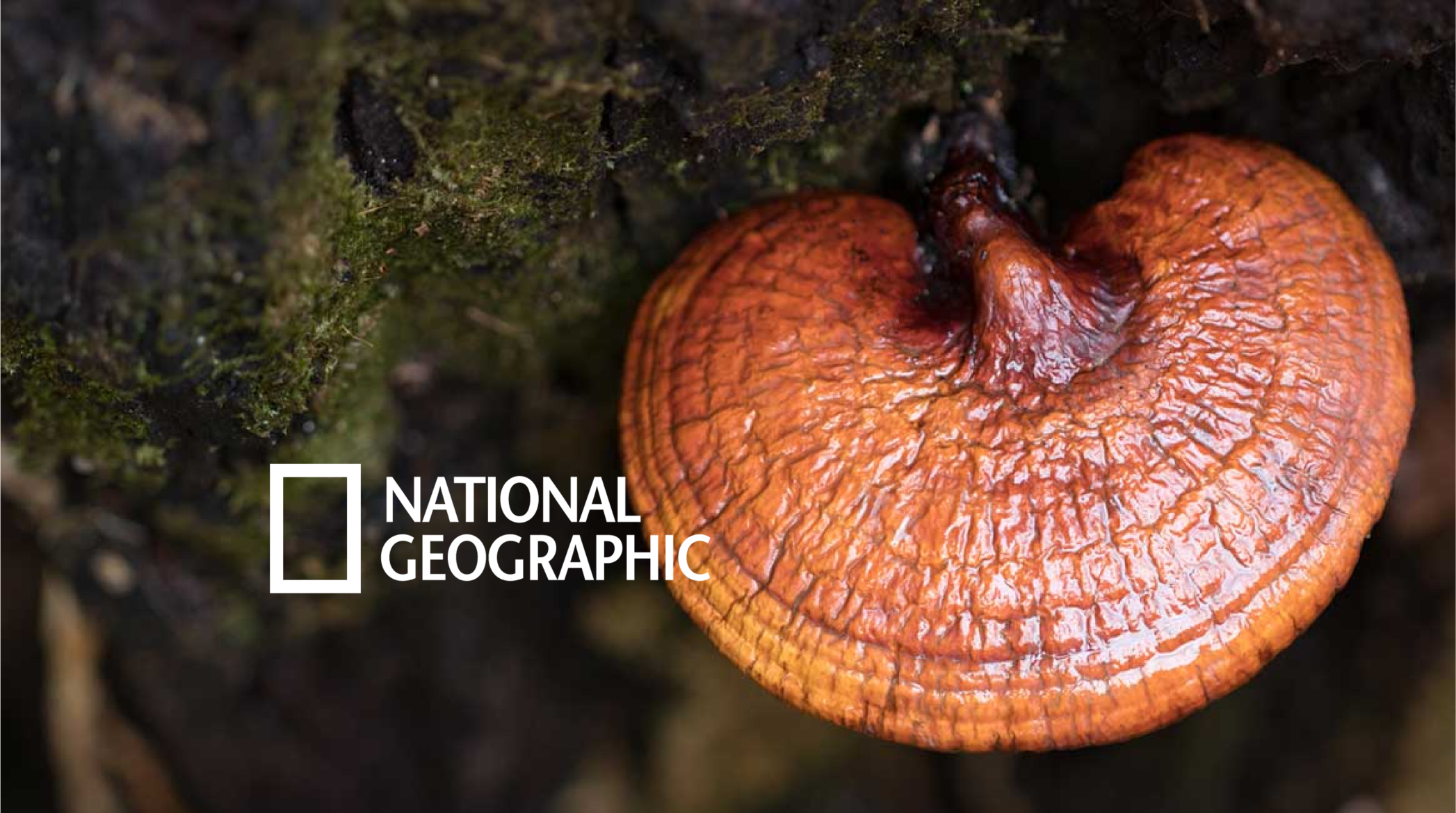 Juba de Leão, Chaga e Reishi - BOOM dos Cogumelos Funcionais