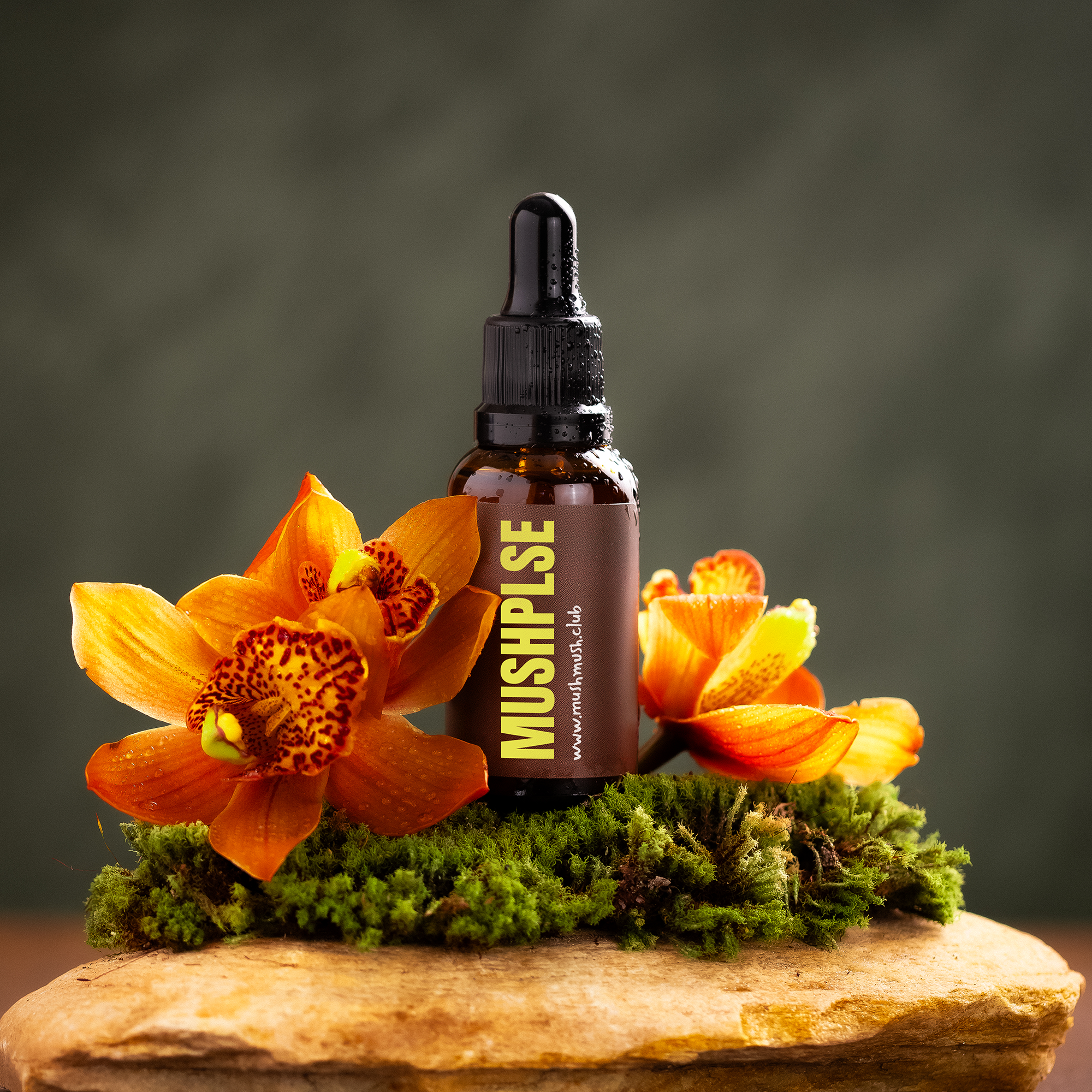 Essential Pack - 1 Juba de Leão + 1 Turkey Tail + 1 Cordyceps + 1 Chaga + 1 Reishi