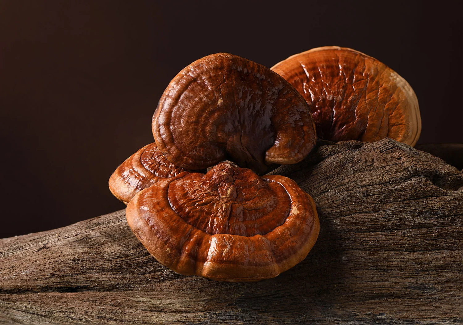 Cogumelo Reishi: Seus usos e benefícios.